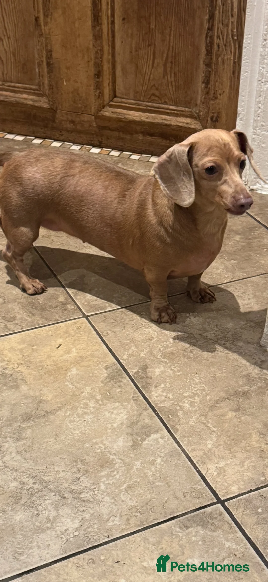 Miniature Dachshund dogs for sale: Gorgeous Female Dachshund  - Advert 2