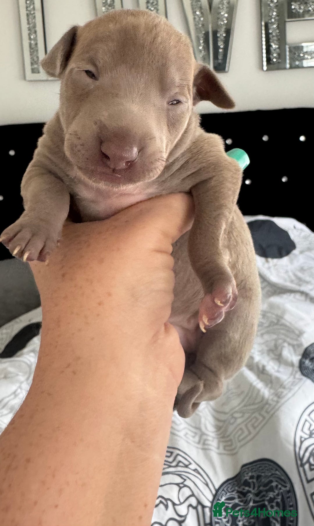 Italian Greyhound dogs for sale: KC registered Italian Greyhounds  - Image 18