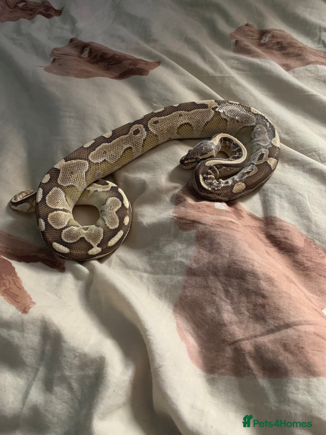 Python Snake reptiles for sale: Male royal python  - Image 4