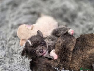 Pomchi dogs Gorgeous Pomchi Puppies - Advert 2