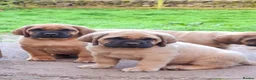Mastiff dogs for sale: Mastiff puppies  in Galashiels - Advert 7