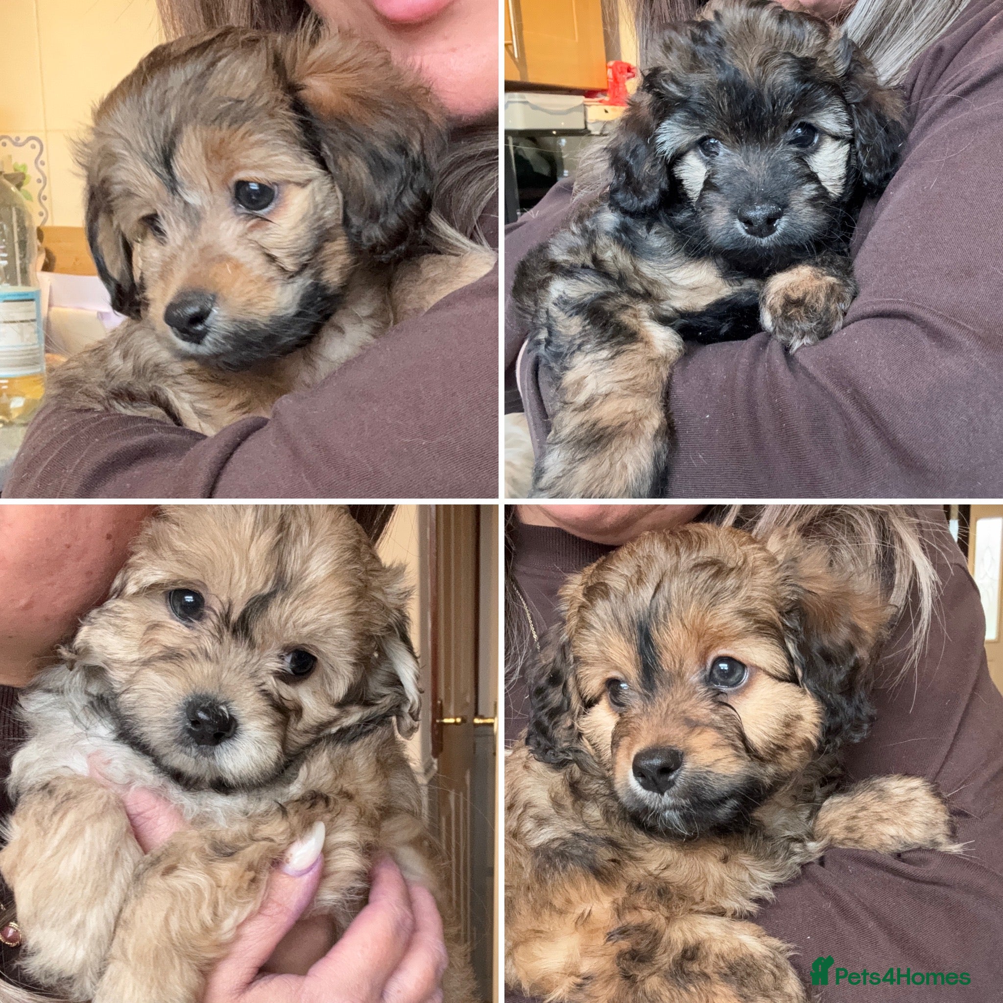 Maltipoo dogs Rare Maltipoo puppy’s  - Advert 18