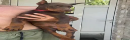 Dobermann dogs for sale: European Dobermann Puppy for sale  - Advert 5