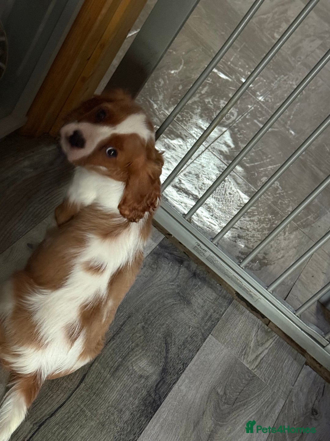 Cavalier King Charles Spaniel dogs for sale: Kennel club reg dna cavalier pups fully vaccine  - Image 20