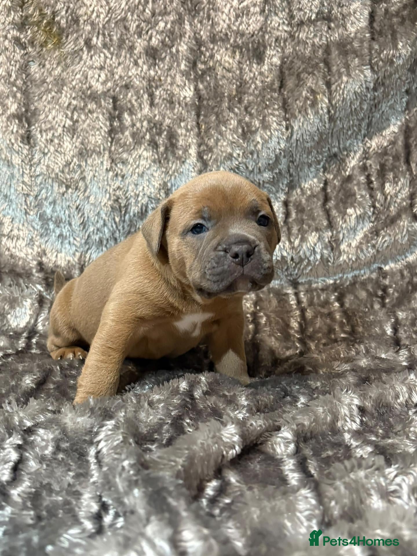 Mixed Breed dogs for sale: Beautiful staffy cross classic bully pups! - Advert 2