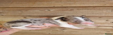 Male merle 