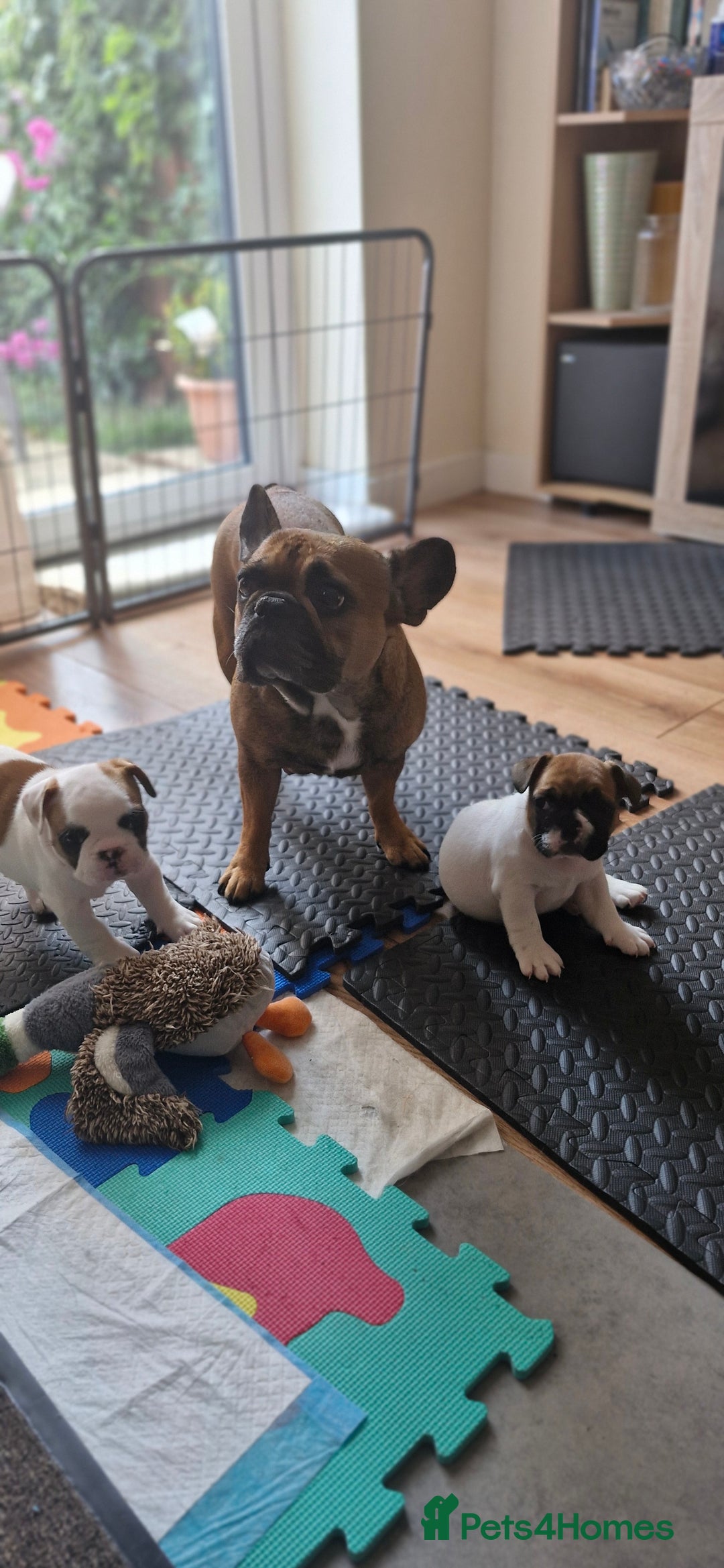 French Bulldog dogs for sale: French Bulldogs - Image 18