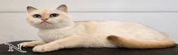British Shorthair cats for sale: GCCF British Shorthair Babies Ready Soon 🐱 - Advert 30