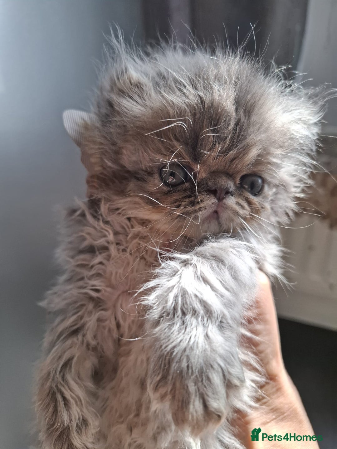 Persian cats for sale: Blue Persian kittens  - Image 5