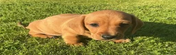Miniature Dachshund dogs for sale: KC REG Miniature dachshunds. Council licensed - Advert 2