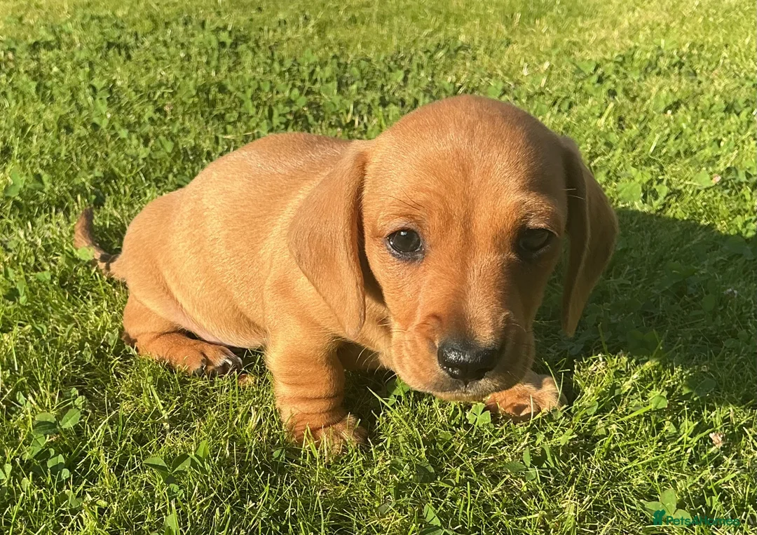 Miniature Dachshund dogs for sale: KC REG Miniature dachshunds. Council licensed - Advert 2