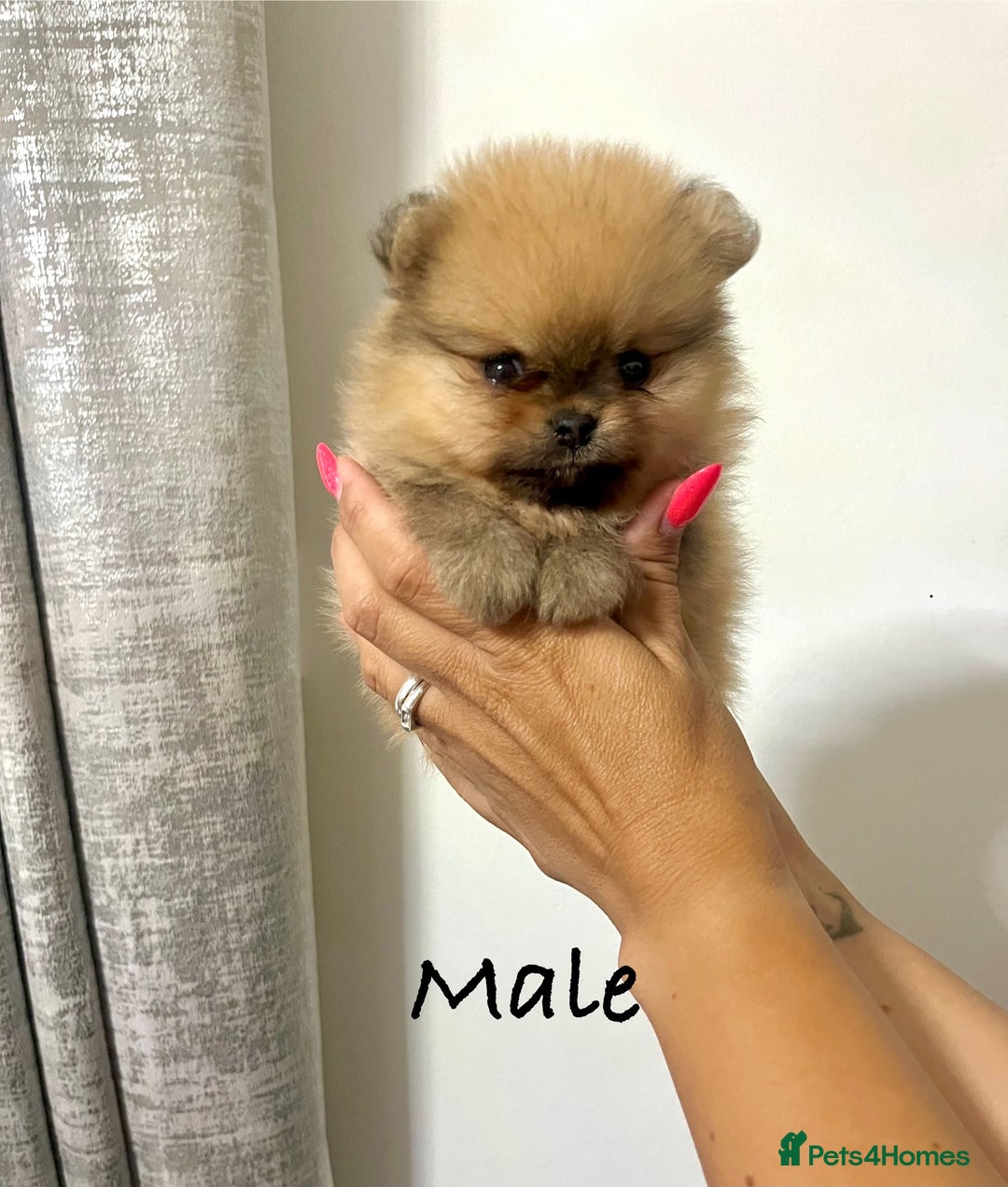 Pomeranian dogs for sale: 💎 Golden Colour Very Small Teddy Face 💎 - Image 17