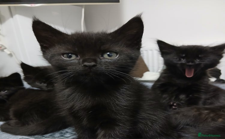 Mixed Breed cats - Advert 2