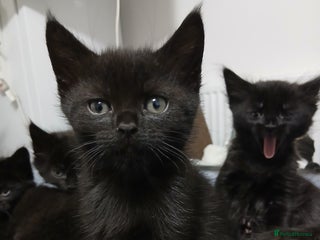 Mixed Breed cats - Advert 23