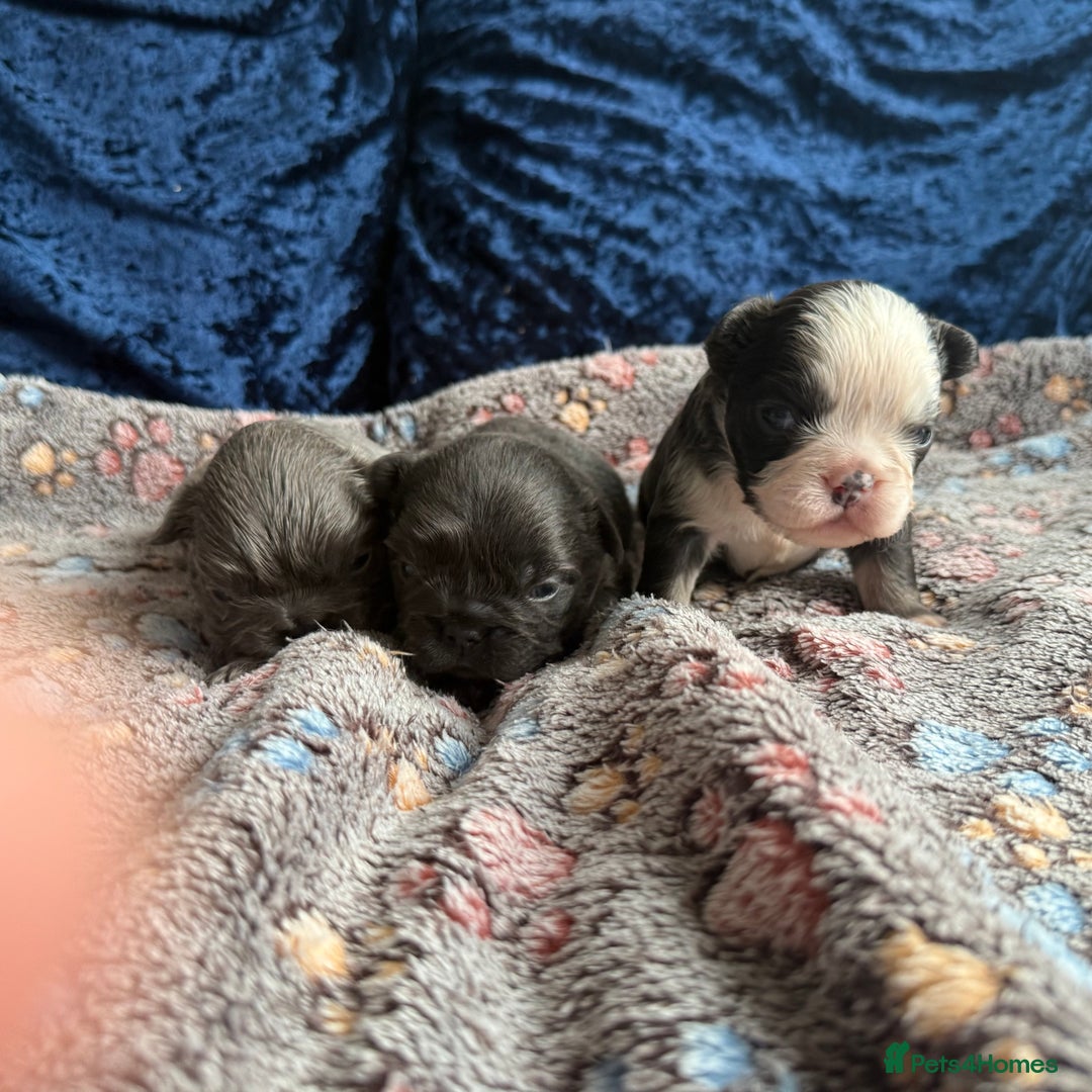 French Bulldog dogs for sale: Fluffy frenchies 🐶 - Image 9