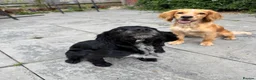 Cocker Spaniel dogs for stud: KC reg fully health tested working cocker stud  in Swindon - Advert 2