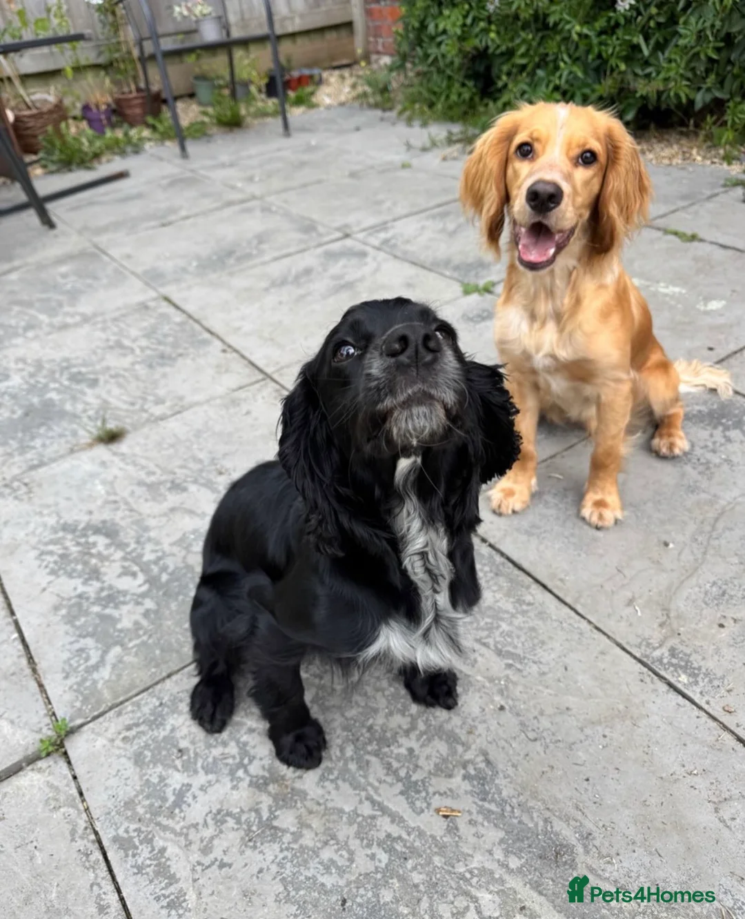 Cocker Spaniel dogs for stud: KC reg fully health tested working cocker stud  in Swindon - Advert 2