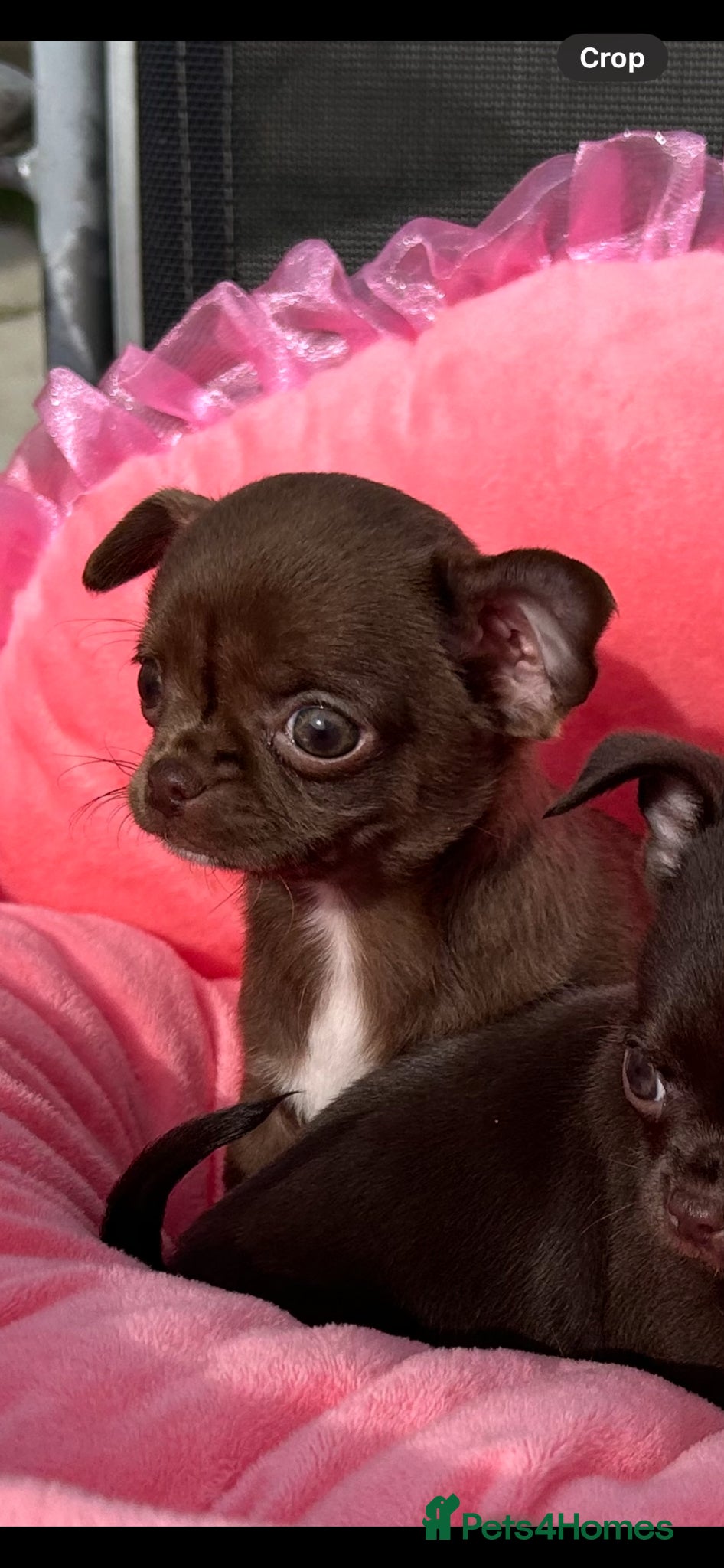 Chihuahua dogs Beautiful female Chihuahua  - Advert 11