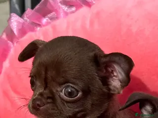 Chihuahua dogs Beautiful female Chihuahua - Advert 11