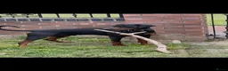 Dobermann dogs for sale: Beautiful Doberman puppues - Advert 24