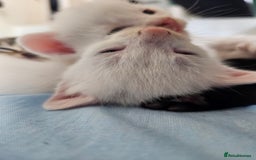 Mixed Breed cats for sale: Kittens Available to Reserve - Image 36