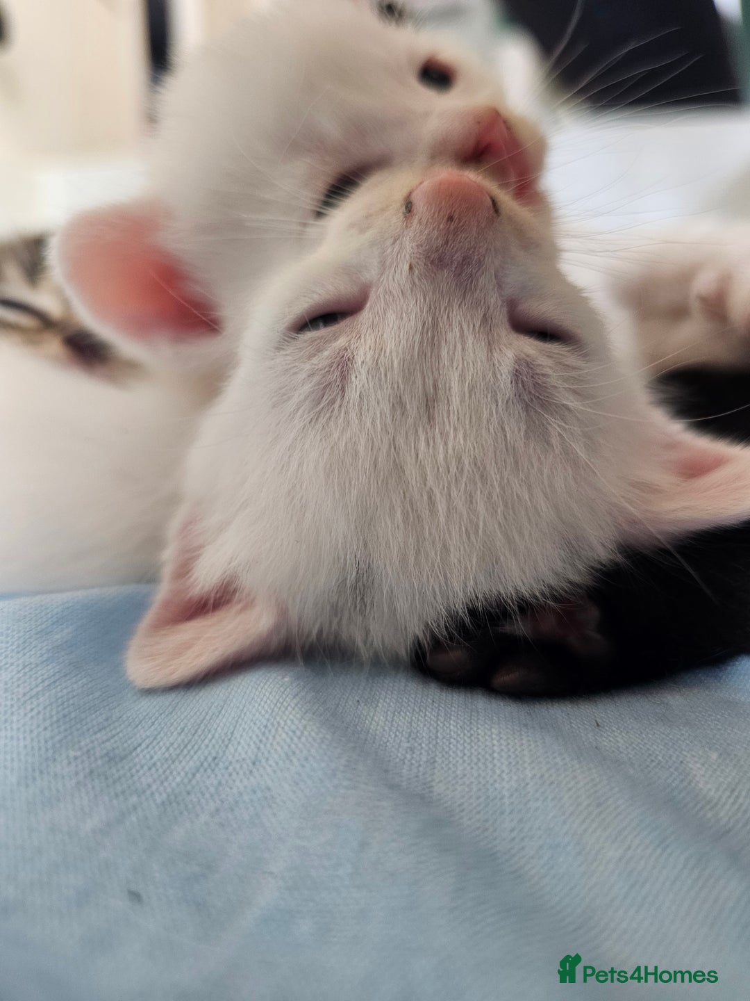 Mixed Breed cats for sale: Kittens Available to Reserve - Image 36