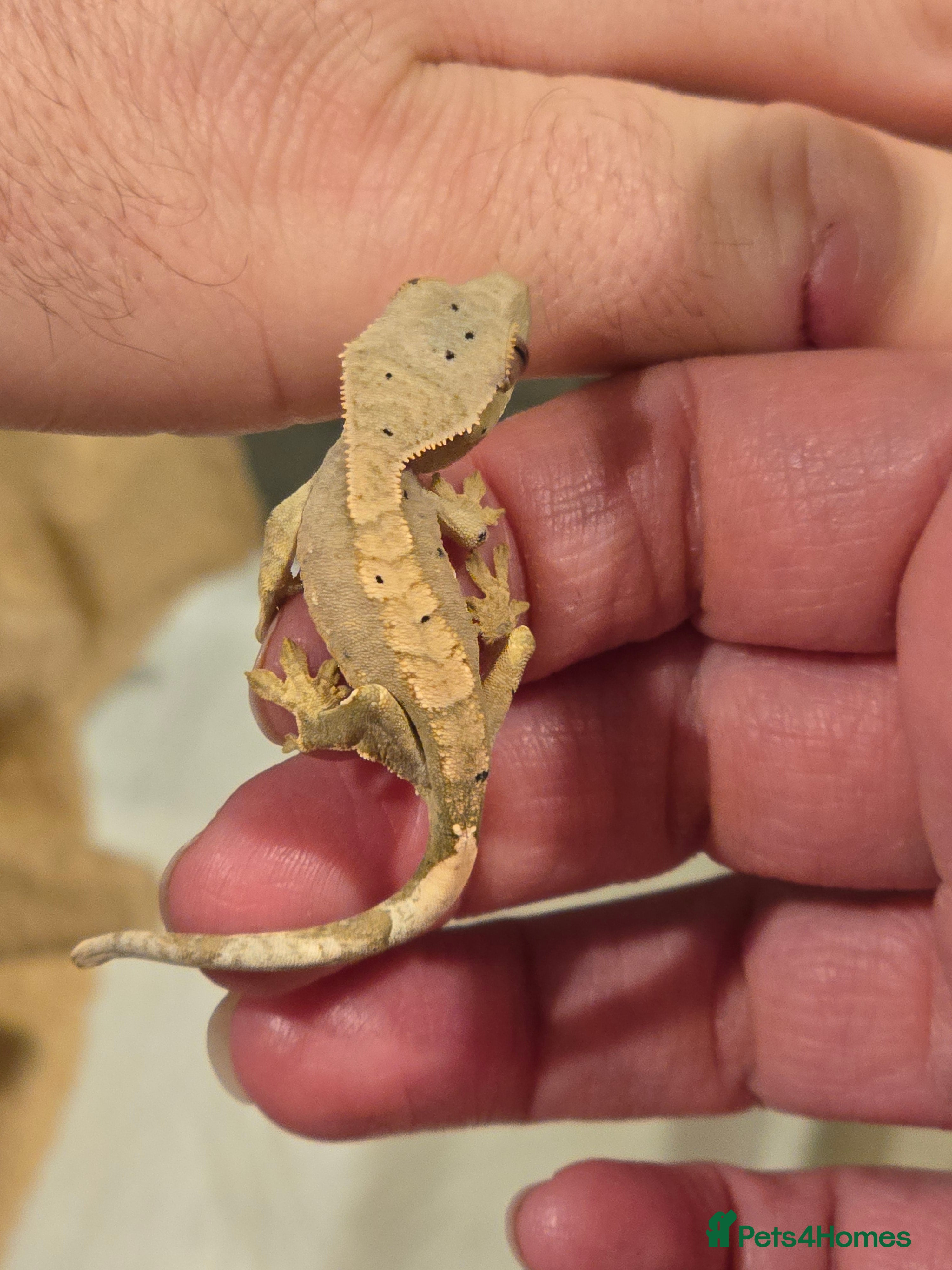 Gecko reptiles Baby crested geckos  - Advert 1