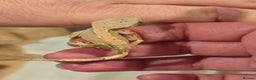 Gecko reptiles for sale: Baby crested geckos  - Advert 1