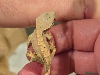 Gecko reptiles Baby crested geckos - Advert 1