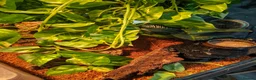 Gecko reptiles for sale: Baby Harley Quinn Crested Gecko  in South Shields - Advert 10