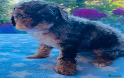 Cockapoo dogs for sale: Stunning fully DNA tested Cockapoo puppies - Image 33