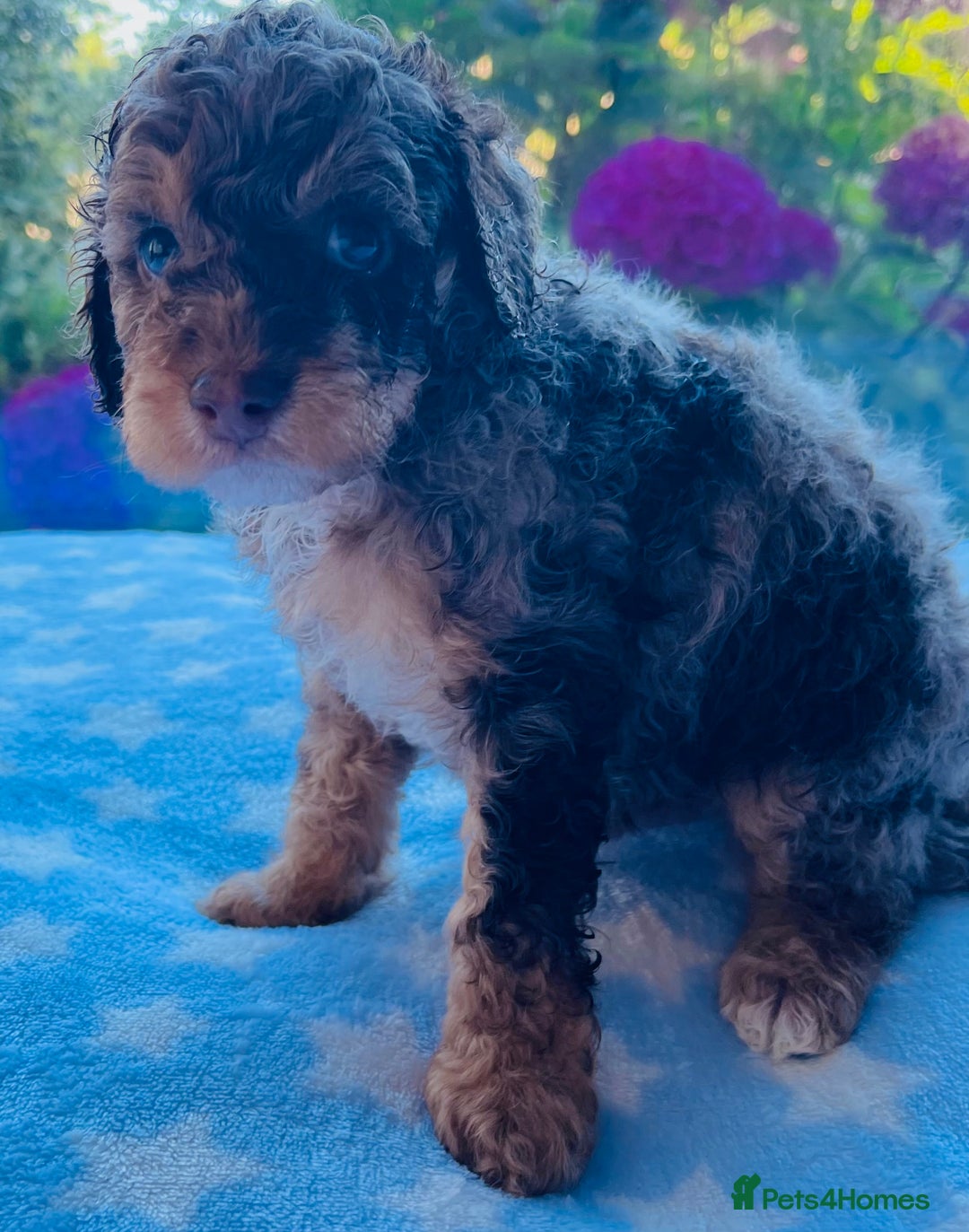 Cockapoo dogs for sale: Stunning fully DNA tested Cockapoo puppies - Image 33
