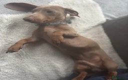 Miniature Dachshund dogs for sale: Loving 8 month boy Isabella KC Reg Mini Dachshund - Image 2