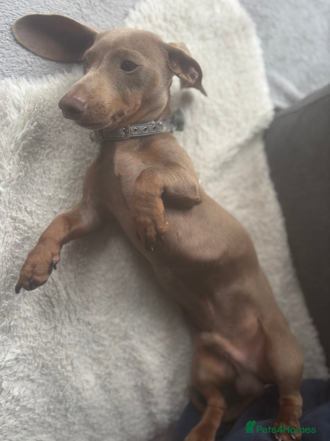 Miniature Dachshund dogs for sale: Loving 8 month boy Isabella KC Reg Mini Dachshund - Image 2