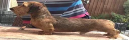 Dachshund dogs for stud: miniature  wirehair dachshund  - Advert 5