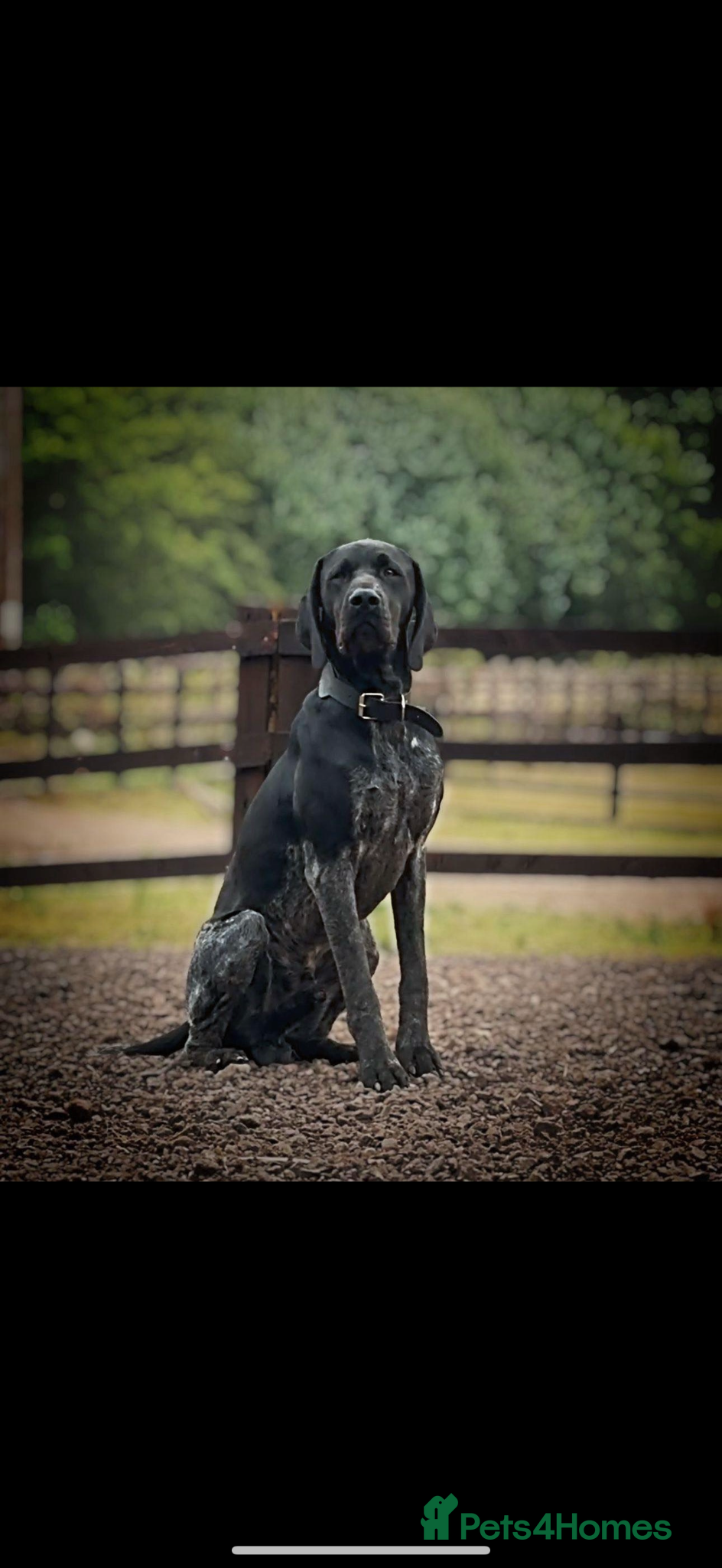 German Shorthaired Pointer dogs Show type KC GSP’s 1 BOY LEFT - Advert 3