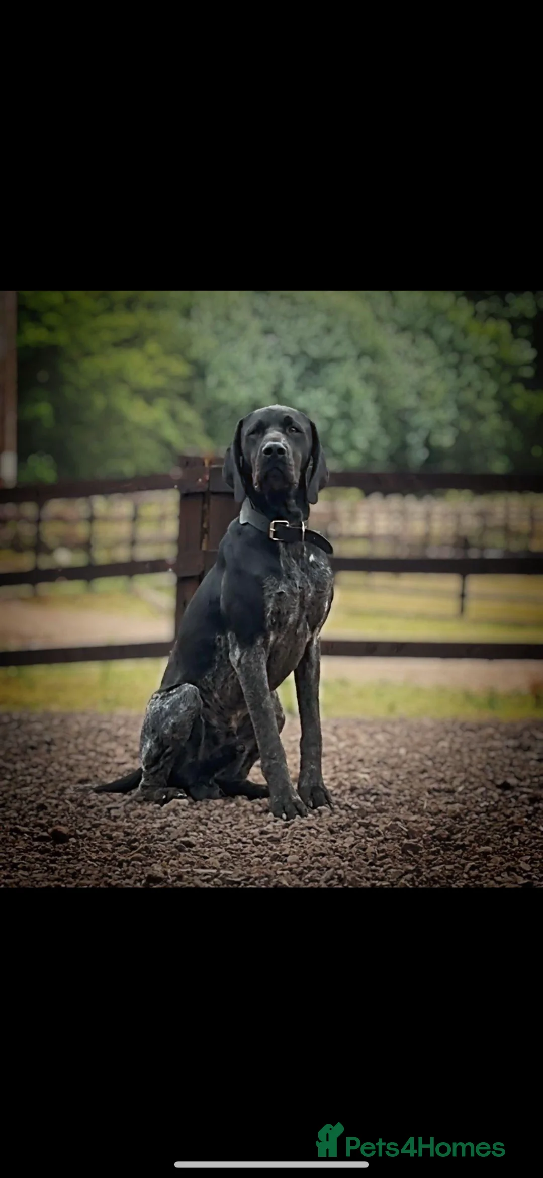 German Shorthaired Pointer dogs for sale: Show type KC GSP’s - Advert 22