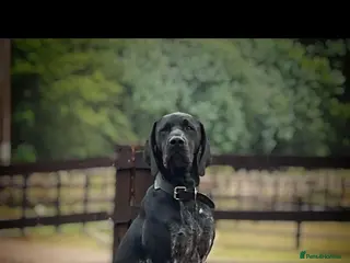 German Shorthaired Pointer dogs Show type KC GSP’s 1 BOY LEFT - Advert 14