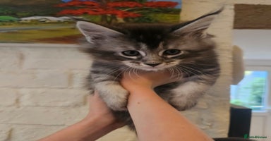 Maine Coon cats - Advert 3