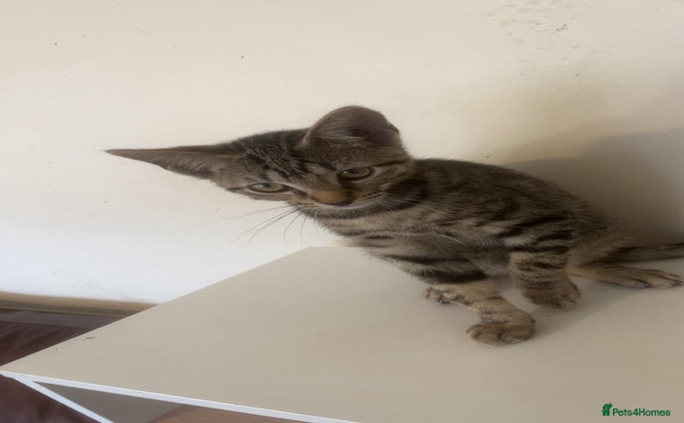 Bengal cats - Advert 1