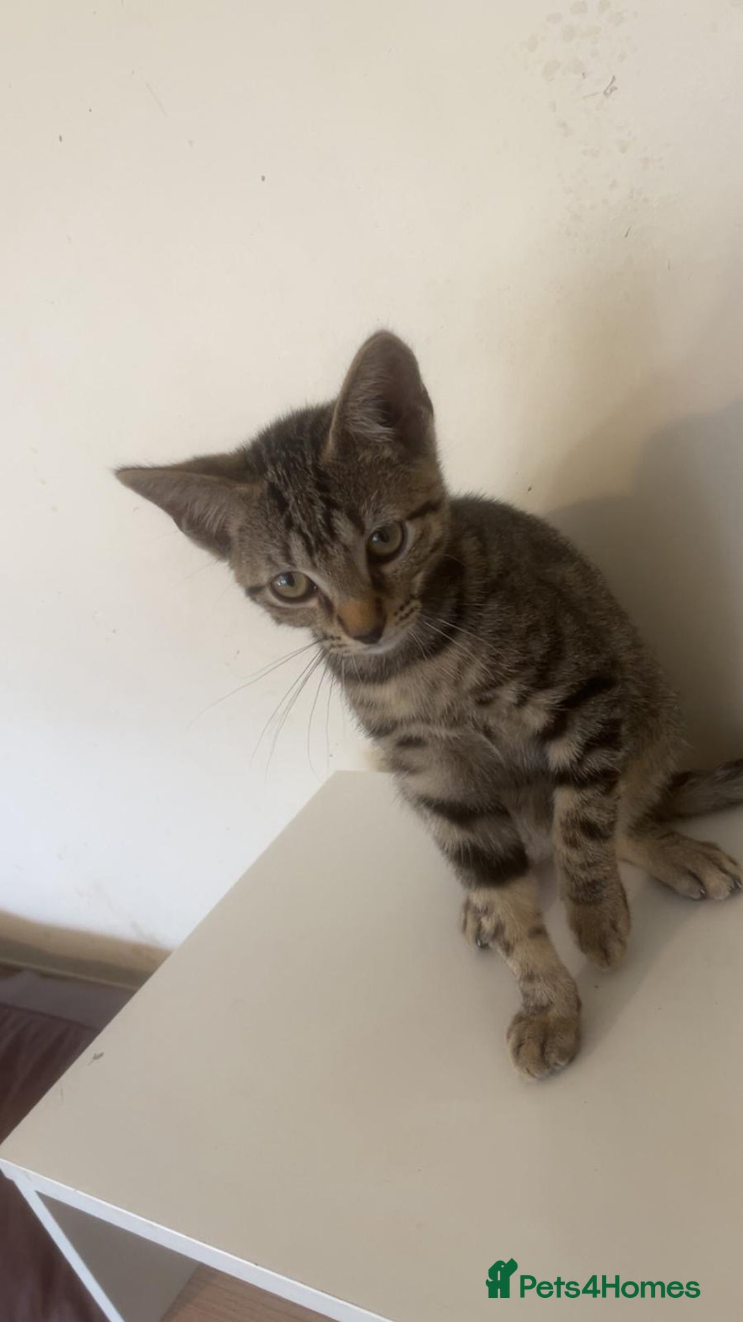 Bengal cats for sale: Bengal x tabby  - Image 1