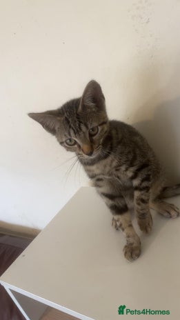 Bengal cats - Advert 1