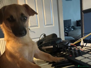 Mixed Breed dogs - Advert 28