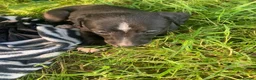 Whippet dogs for sale: 6 STUNNING WHIPPET PUPPIES - Advert 28