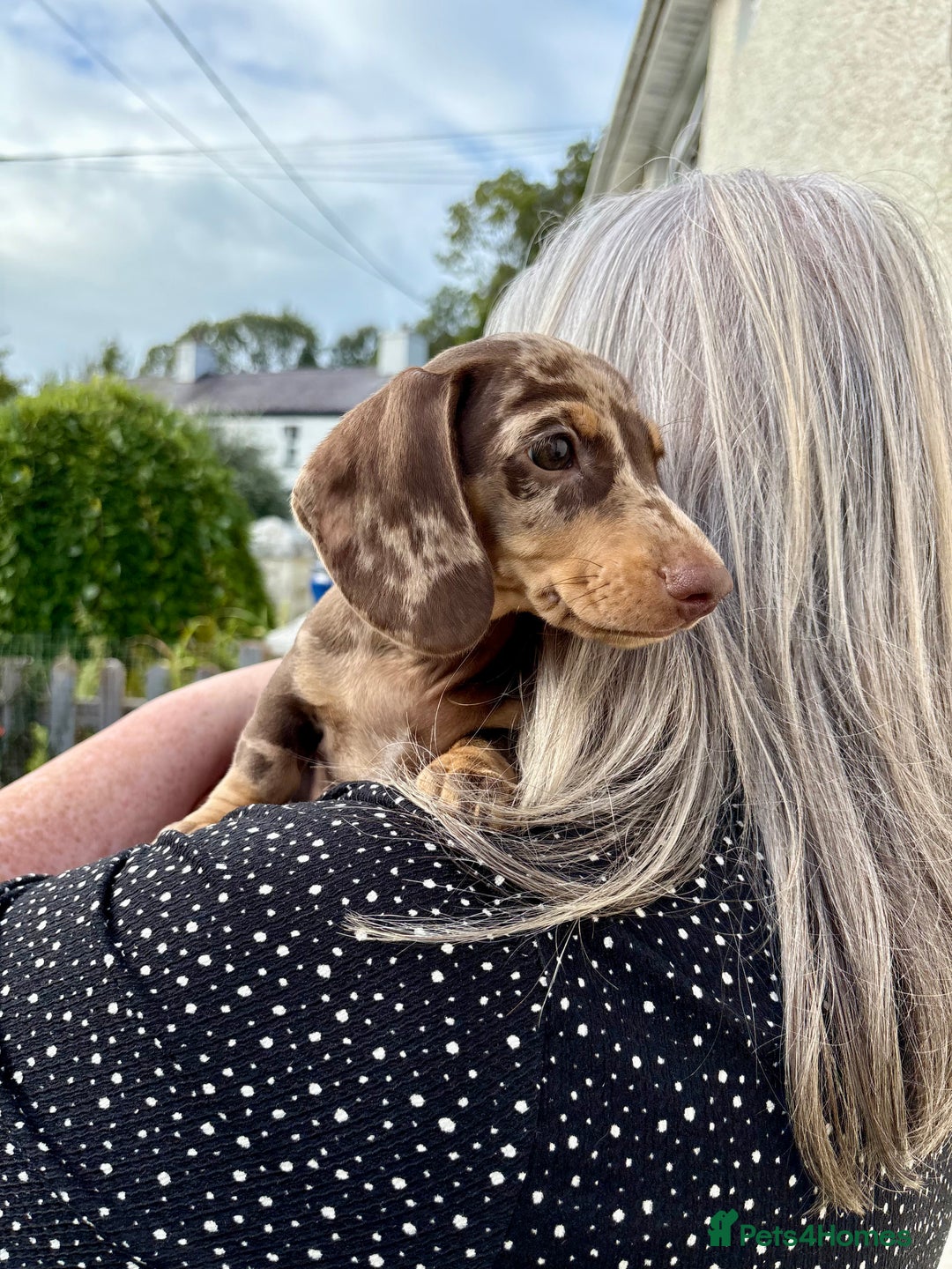 Miniature Dachshund dogs for sale: *READY NOW! 2 STUNNING KC REG MINI DACHSHUND BOYS* - Image 17