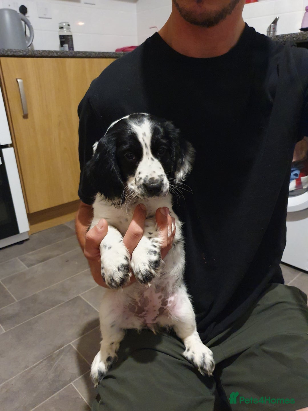 Cocker Spaniel dogs for sale: Blue roan cocker spaniel puppies. - Image 7
