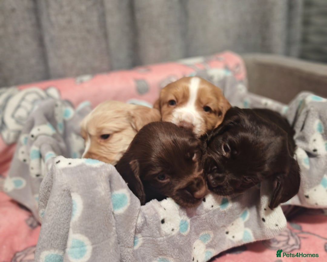 Cocker Spaniel dogs for sale: Pure Working Cocker Spaniel Puppies - Advert 14