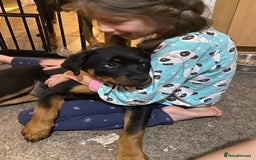 Rottweiler dogs for sale: KC Champion blood lines Rottweiler puppies  - Image 20