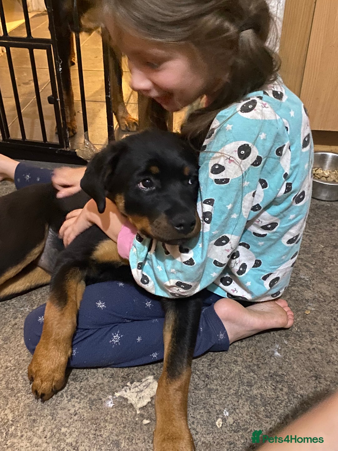 Rottweiler dogs for sale: KC Champion blood lines Rottweiler puppies  - Image 20