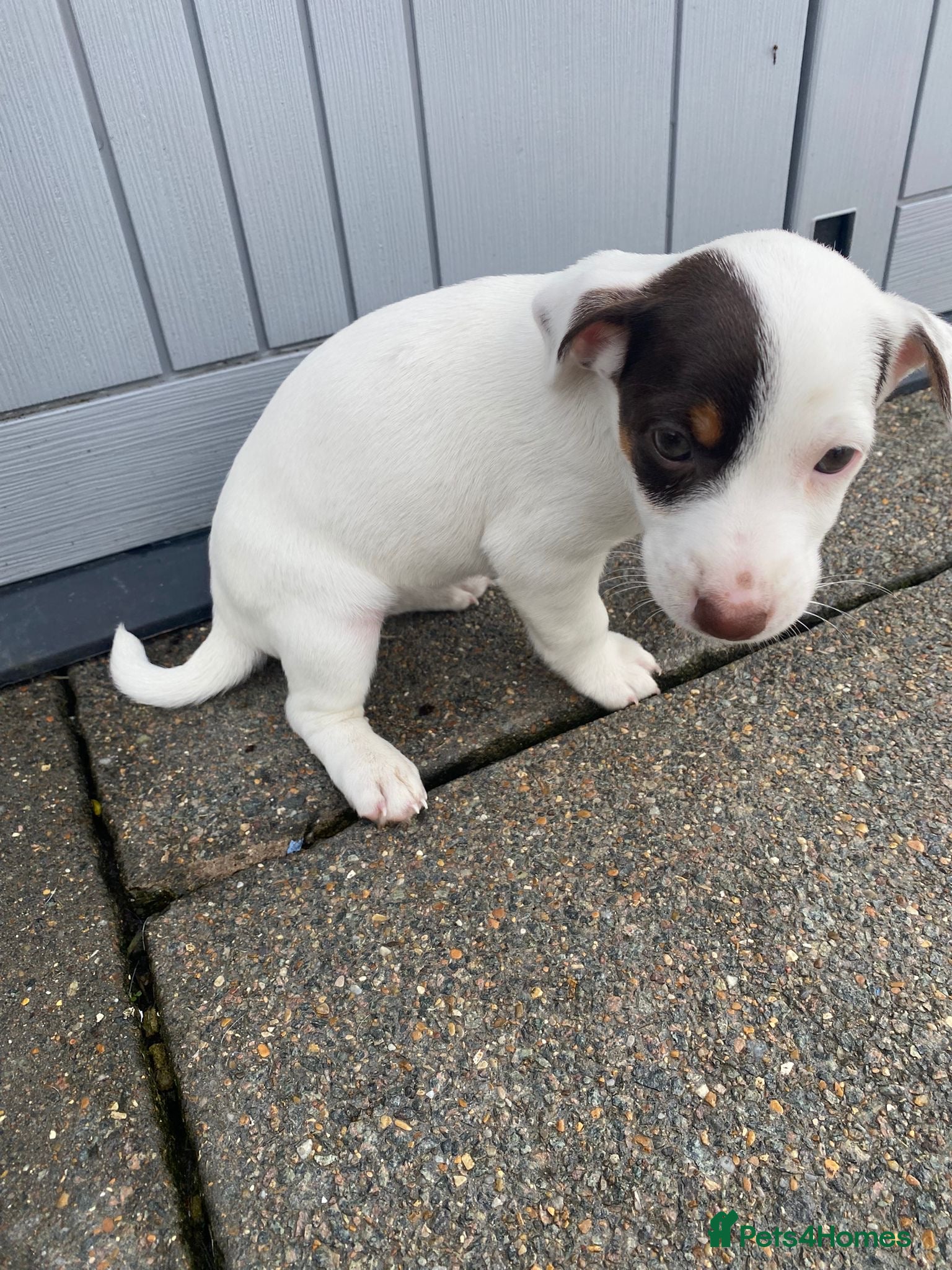 Jack Russell dogs Working jack russell puppies  - Advert 2